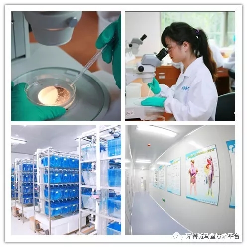 十周年專訪丨環特生物首席科學家李春啟 斑馬魚生物科技研發與產業應用領航者的進化之路